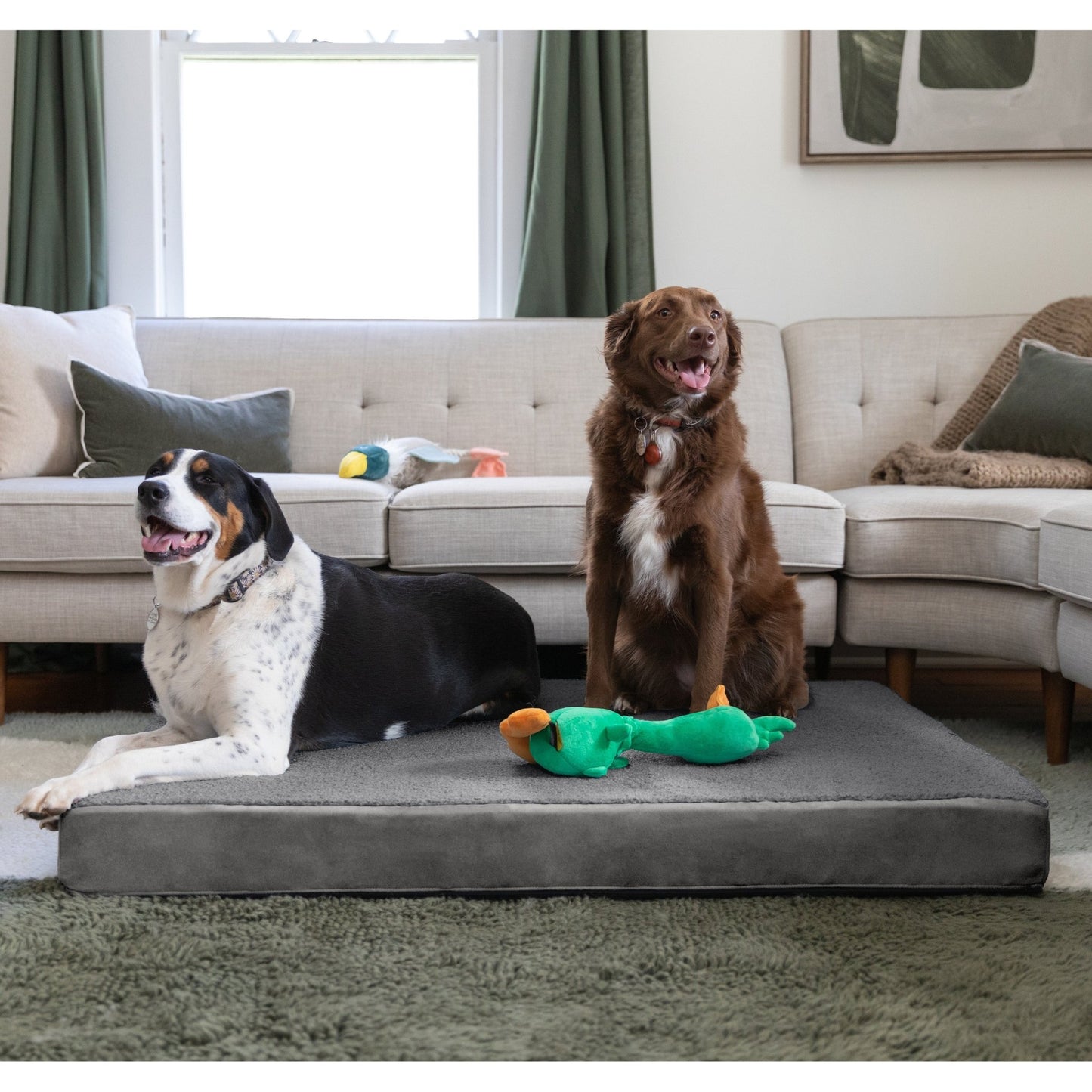 Jaxx Cubbi Dog Bed - Plush Boucle Sherpa Top for Cozy Comfort, Supportive Memory Foam for Joint Pain Relief, No - Slip Base for Stability, Machine Washable Cover and Waterproof Liner, XL (19753) - SchoolOutlet