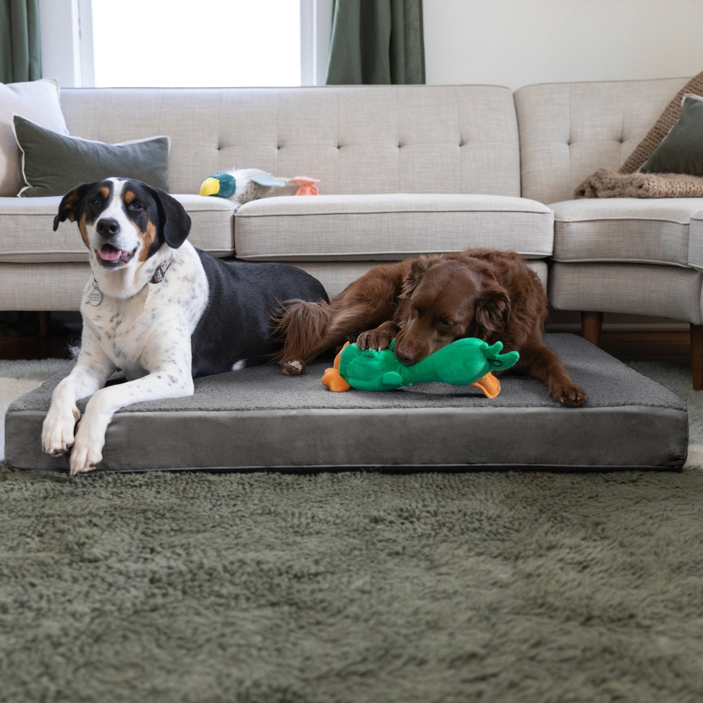Jaxx Cubbi Dog Bed - Plush Boucle Sherpa Top for Cozy Comfort, Supportive Memory Foam for Joint Pain Relief, No - Slip Base for Stability, Machine Washable Cover and Waterproof Liner, XL (19753) - SchoolOutlet