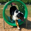 Dog climbing through a play tunnel