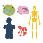 AccuCut Biology and Human Anatomy Professional Classroom Die Set of 5 Pieces (ACC - DS135) - SchoolOutlet