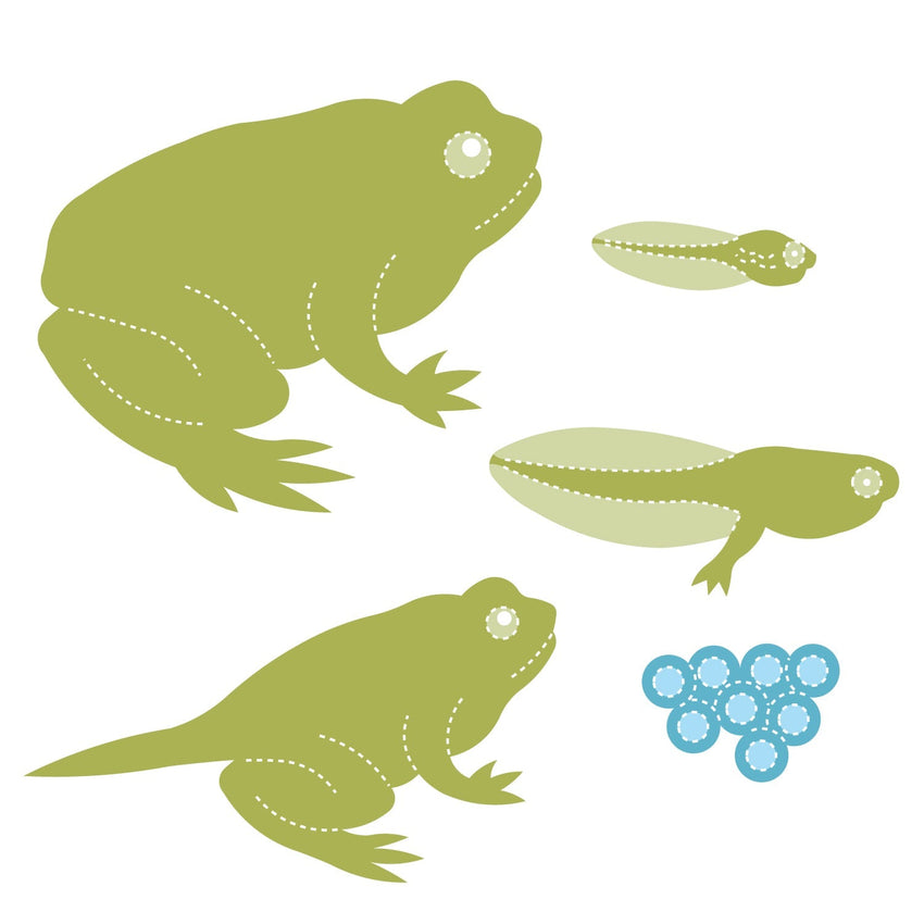 AccuCut Frog Life Cycle Set Large Professional Science and Nature Classroom Die Set (ACC - DS410L) - SchoolOutlet
