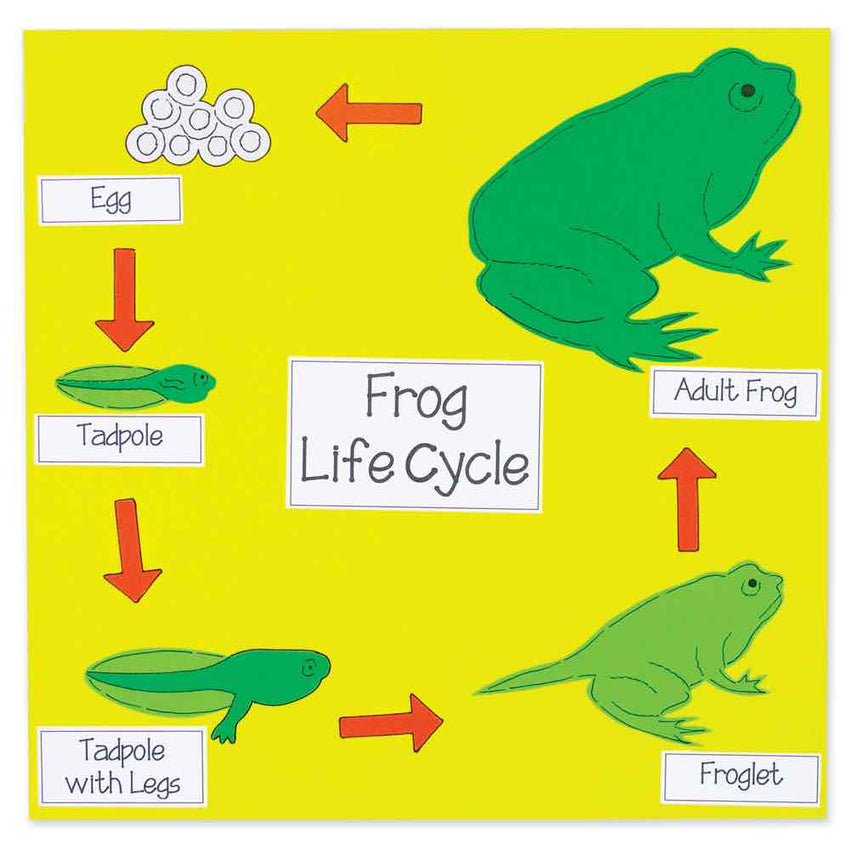 AccuCut Frog Life Cycle Set Large Professional Science and Nature Classroom Die Set (ACC - DS410L) - SchoolOutlet