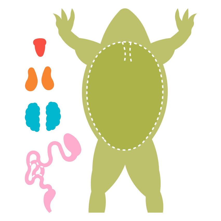AccuCut Frog Diagram Jumbo Professional Anatomy and Biology Classroom Die Set (ACC - F1754J) - SchoolOutlet