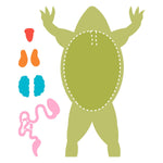 AccuCut Frog Diagram Jumbo Professional Anatomy and Biology Classroom Die Set (ACC - F1754J) - SchoolOutlet