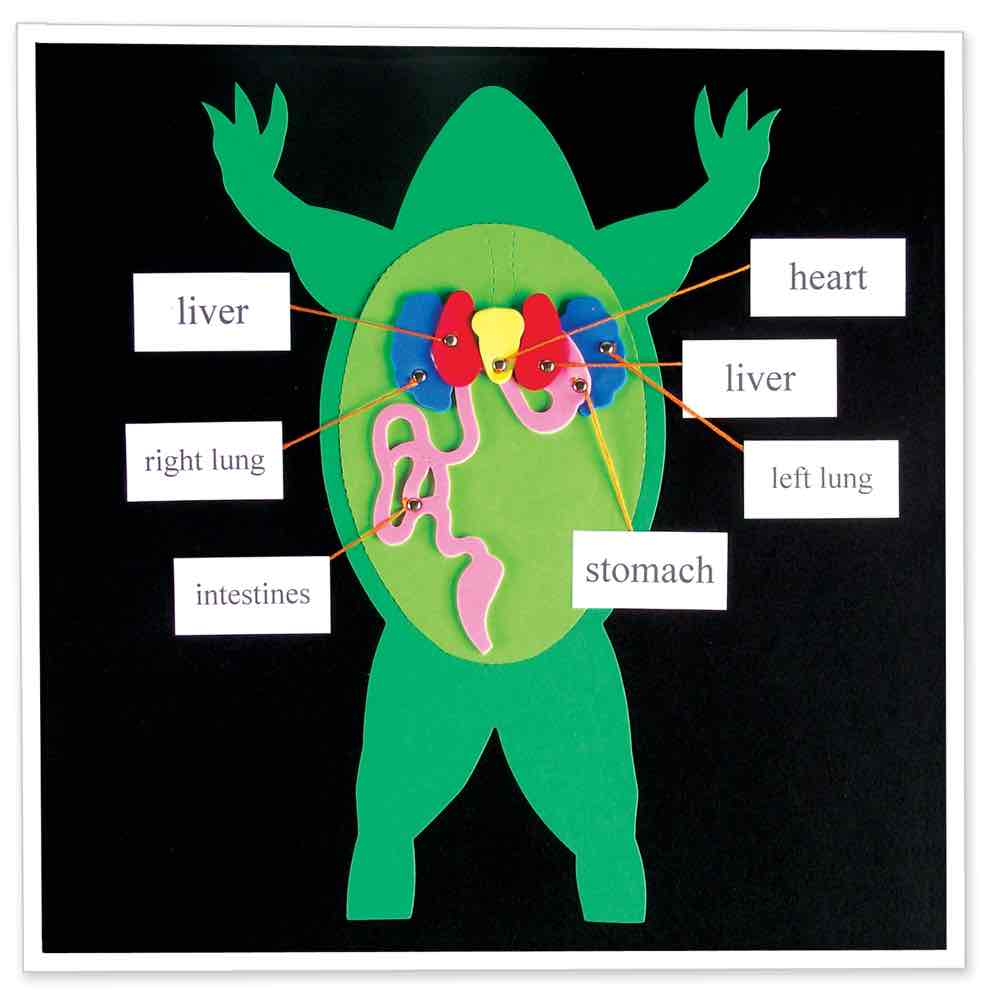 AccuCut Frog Diagram Jumbo Professional Anatomy and Biology Classroom Die Set (ACC - F1754J) - SchoolOutlet