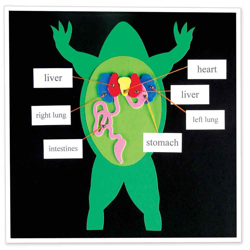 AccuCut Frog Diagram Jumbo Professional Anatomy and Biology Classroom Die Set (ACC - F1754J) - SchoolOutlet