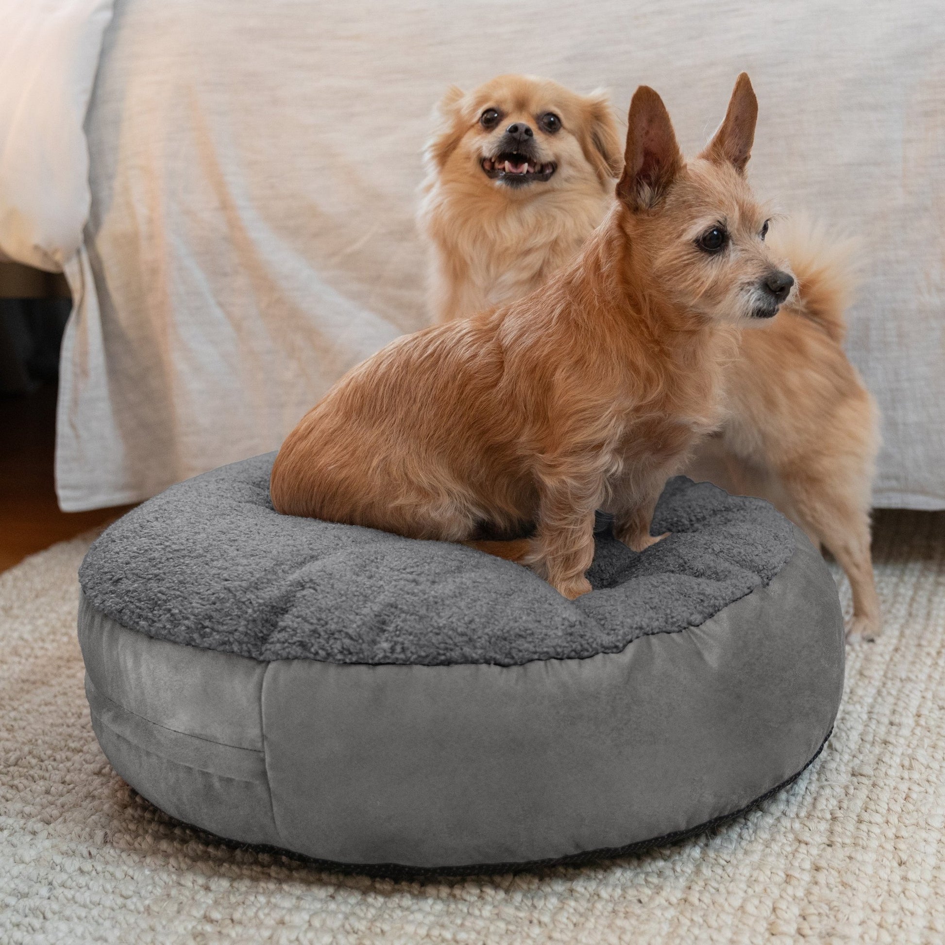 Jaxx Robbi Round Pet Bed, Small (JAX - 19727) - SchoolOutlet