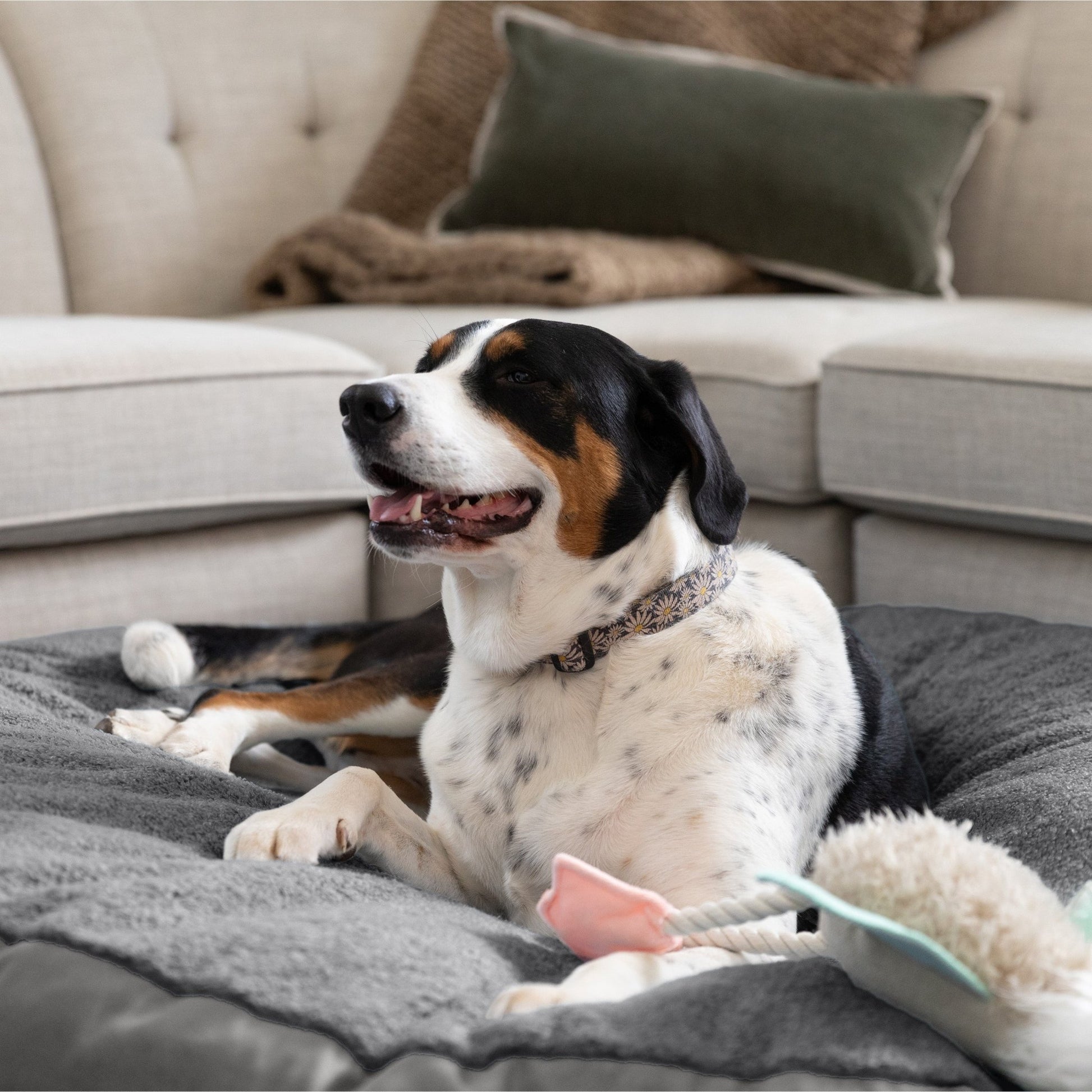 Jaxx Robbi Round Pet Bed, Large (JAX - 19729) - SchoolOutlet