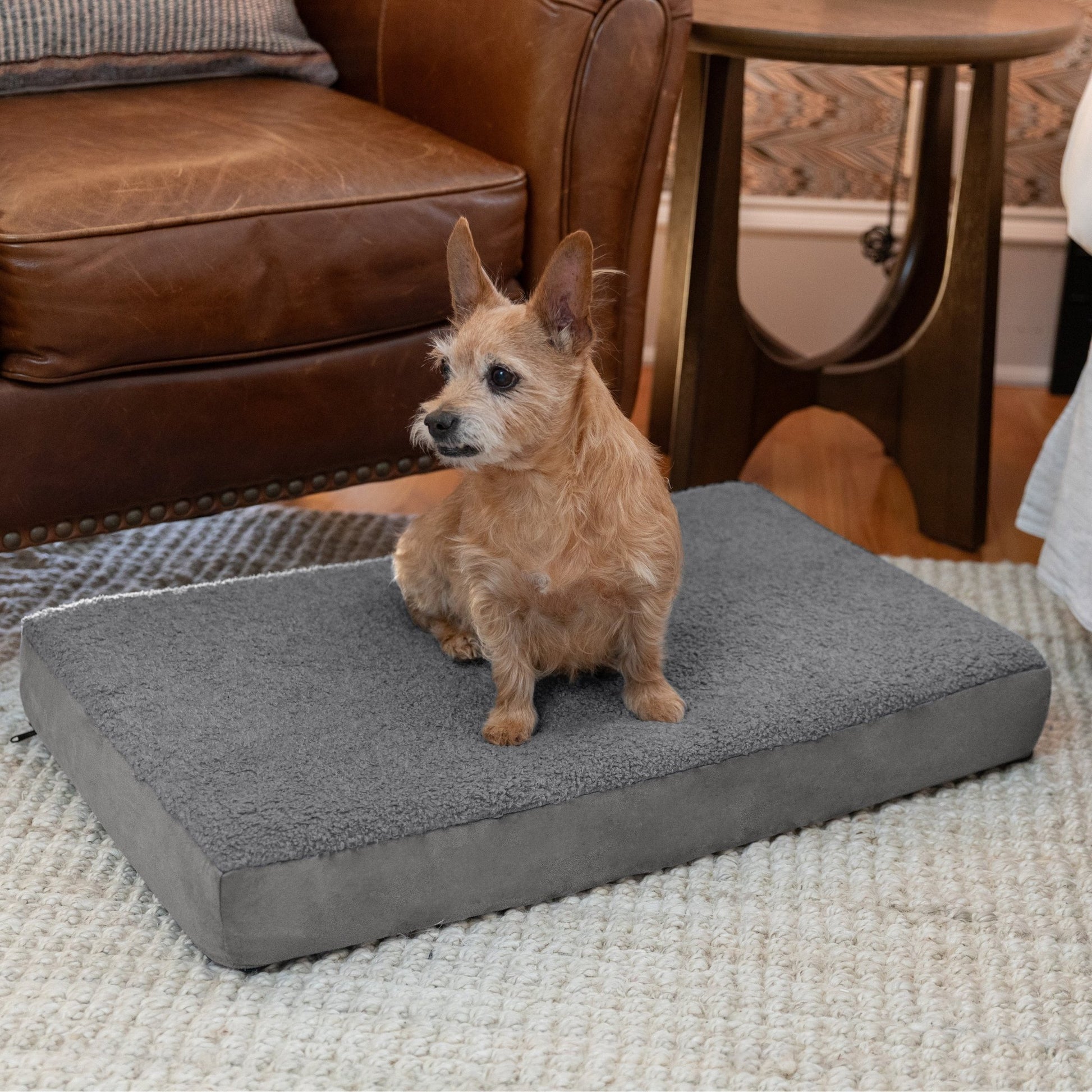 Jaxx Cubbi Dog Bed - Plush Boucle Sherpa Top for Cozy Comfort, Supportive Memory Foam for Joint Pain Relief, No - Slip Base for Stability, Machine Washable Cover and Waterproof Liner, Small (19750) - SchoolOutlet
