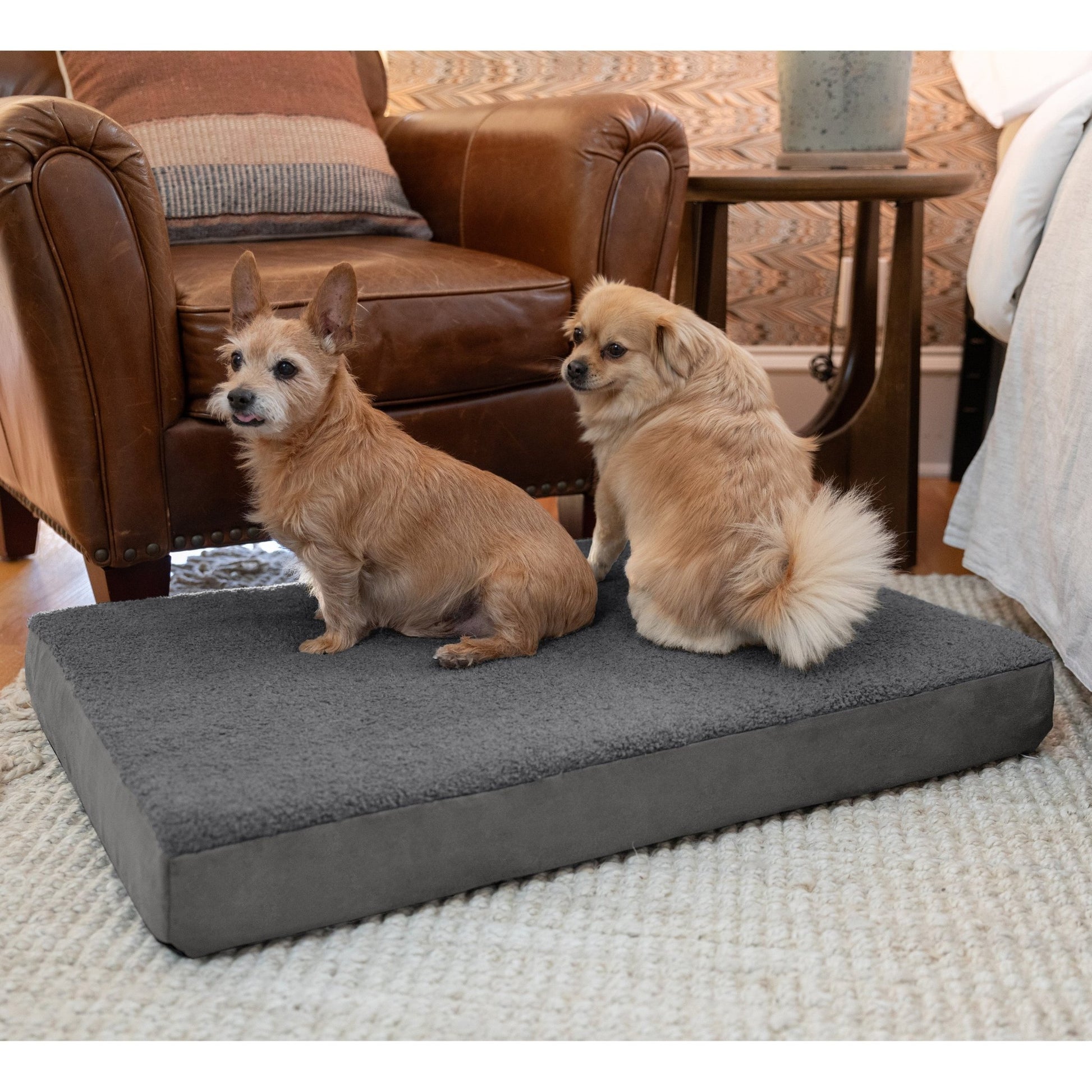 Jaxx Cubbi Dog Bed - Plush Boucle Sherpa Top for Cozy Comfort, Supportive Memory Foam for Joint Pain Relief, No - Slip Base for Stability, Machine Washable Cover and Waterproof Liner, Medium (19751) - SchoolOutlet