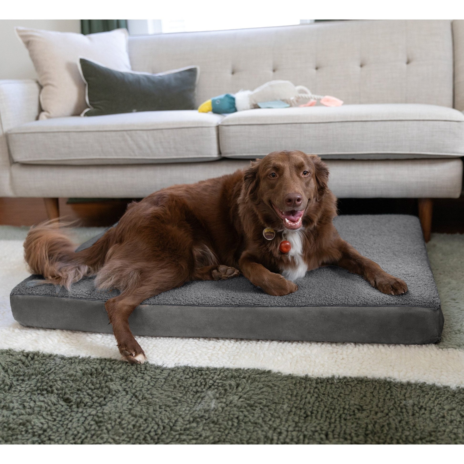 Jaxx Cubbi Dog Bed - Plush Boucle Sherpa Top for Cozy Comfort, Supportive Memory Foam for Joint Pain Relief, No - Slip Base for Stability, Machine Washable Cover and Waterproof Liner, Large (19752) - SchoolOutlet
