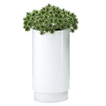 Magnuson CIRKEL - P 12 - Inch Deep Round Indoor Planter with Removable Top Ring and Rigid Liner (MAG - CIRKEL - P - XXX) - SchoolOutlet