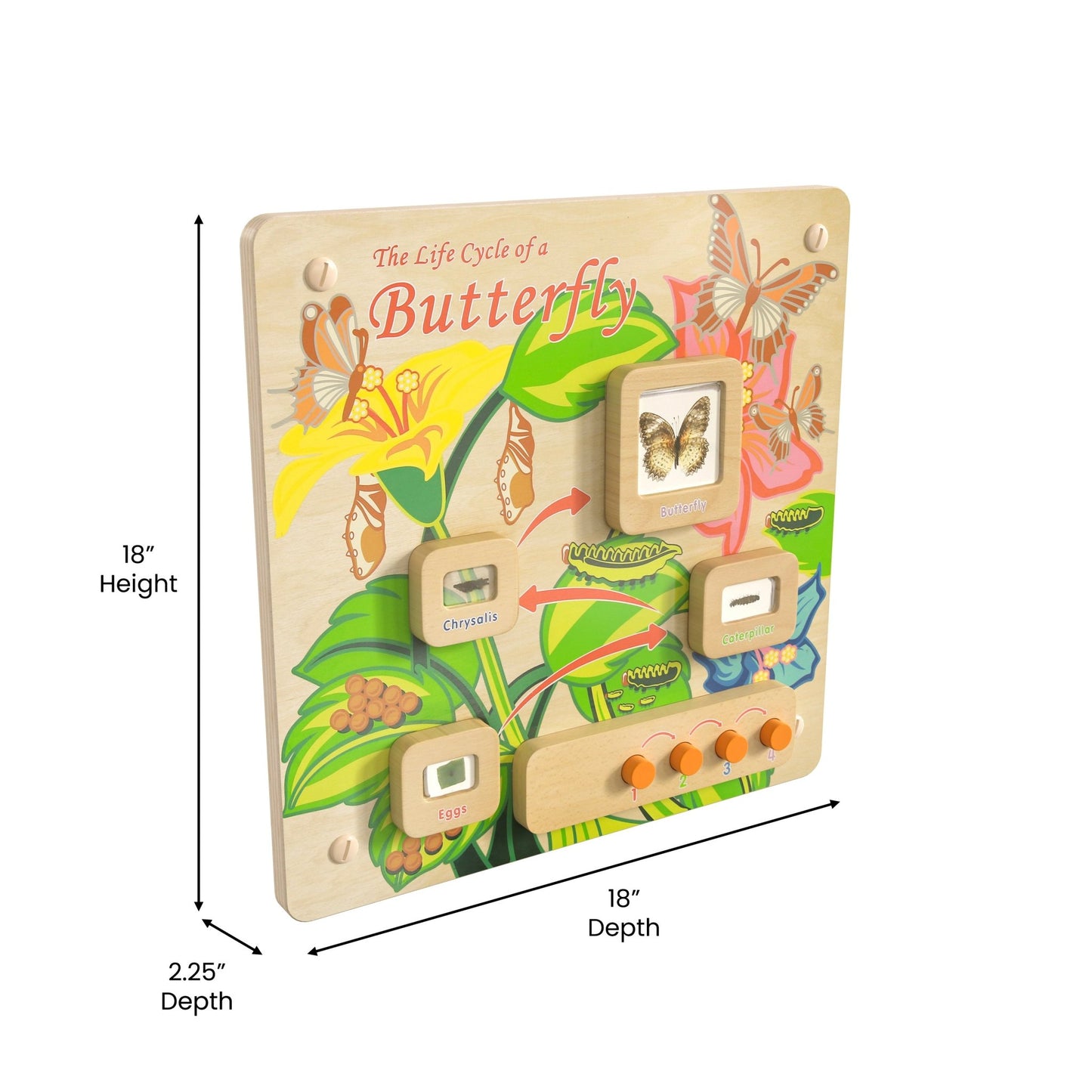 Bright Beginnings Commercial Grade STEAM Wall Activity Board with Natural Finish and Multicolor Accents, Butterfly Life Cycle - SchoolOutlet