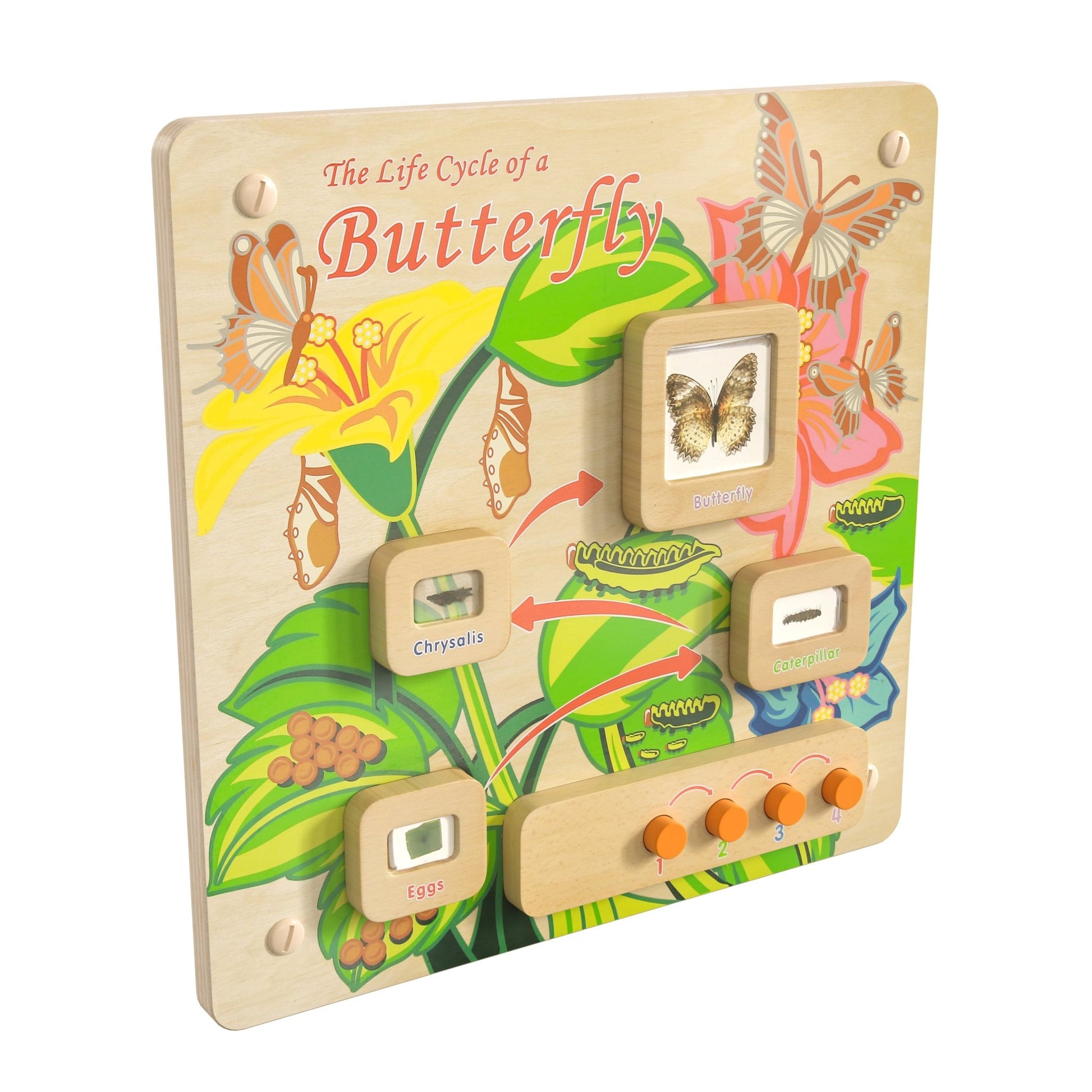 Bright Beginnings Commercial Grade STEAM Wall Activity Board with Natural Finish and Multicolor Accents, Butterfly Life Cycle - SchoolOutlet